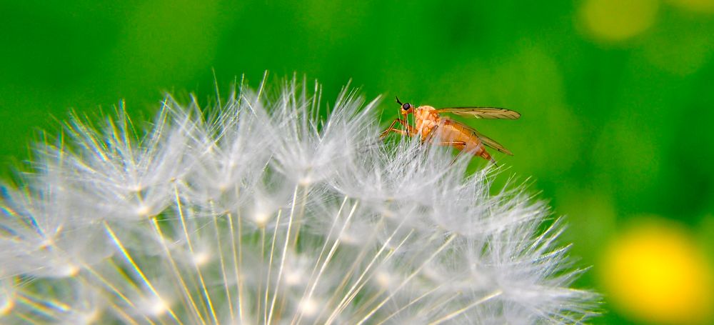 Besuch auf der KuschelBlume