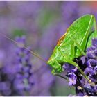 Besuch auf der Lavendelblüte