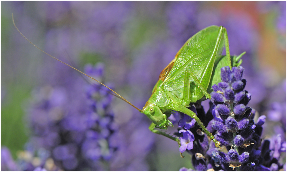 Besuch auf der Lavendelblüte