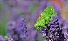 Besuch auf der Lavendelblüte