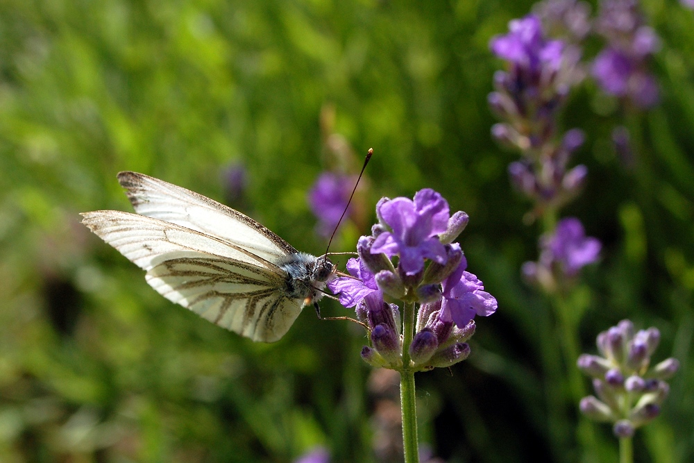 Besuch auf der Lavendelblüte