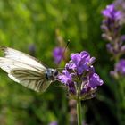 Besuch auf der Lavendelblüte