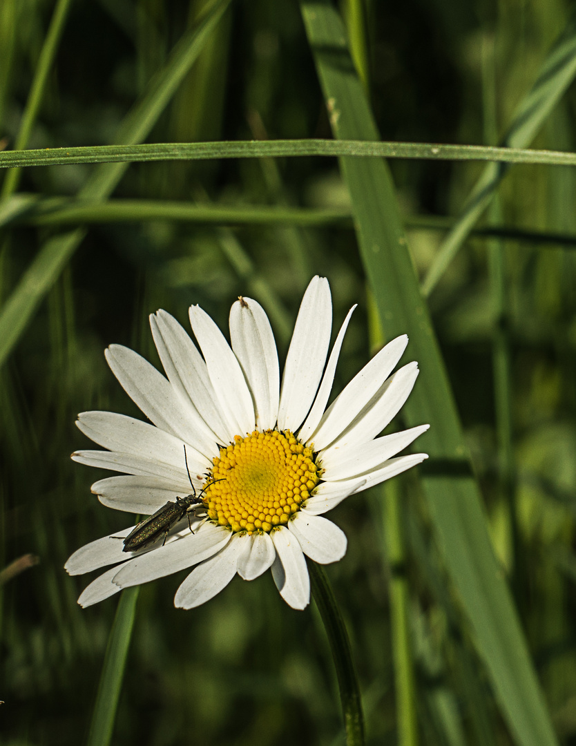  Besuch auf der Margarithe