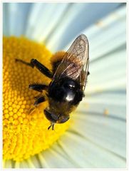 Besuch auf der Margerite