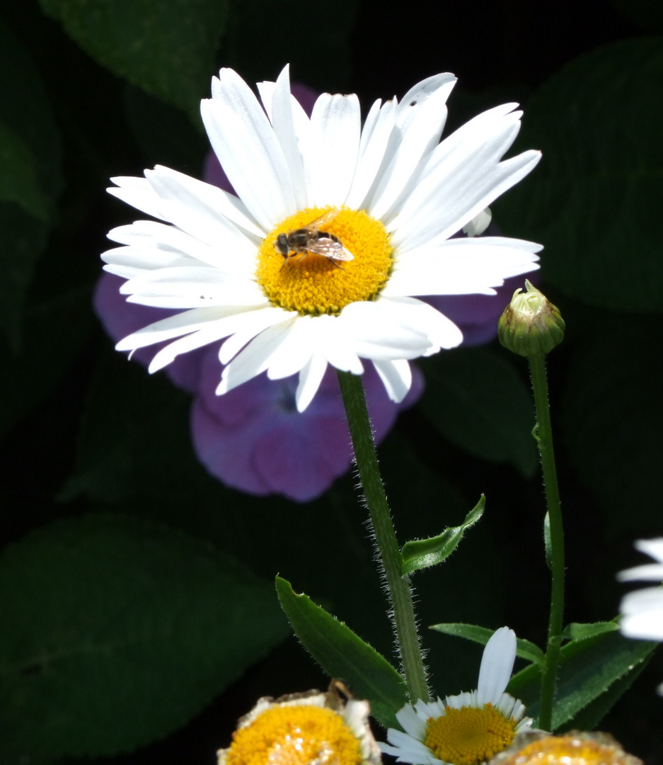 Besuch auf der Margerite