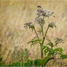 Besuch auf der Mittwochsblume.