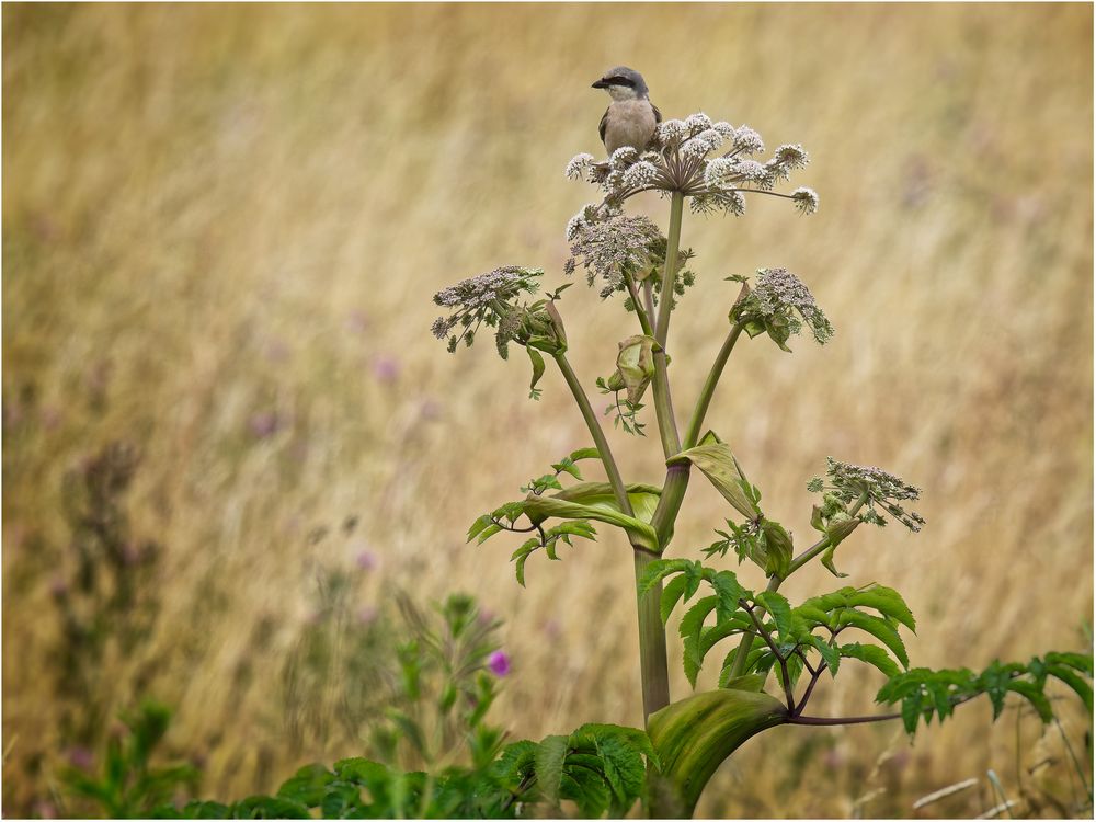 Besuch auf der Mittwochsblume.