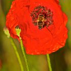 Besuch auf der Mohnblüte