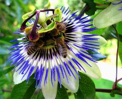 Besuch auf der Passionsblüte.