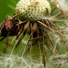 Besuch auf der Pusteblume