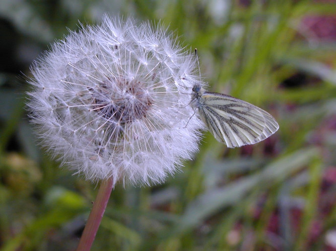 Besuch auf der Pusteblume