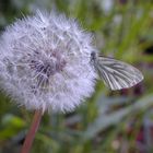 Besuch auf der Pusteblume