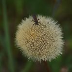 Besuch auf der Pusteblume