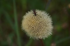 Besuch auf der Pusteblume