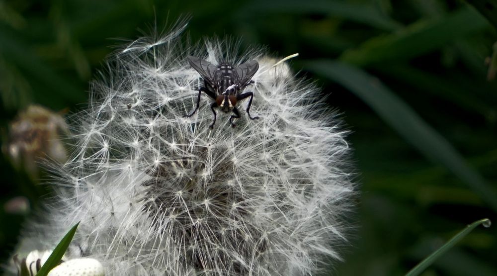 Besuch auf der Pusteblume