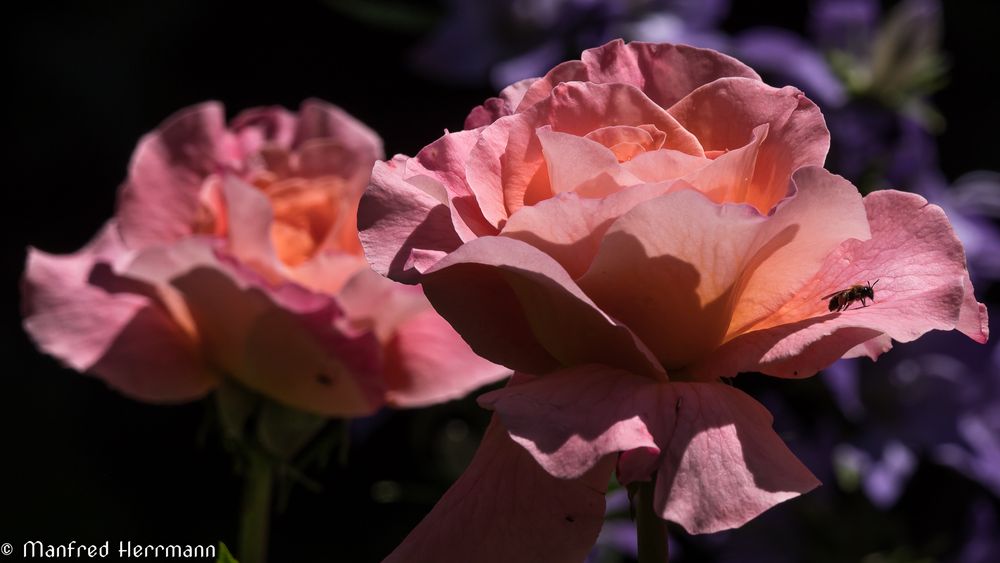 Besuch auf der Rose