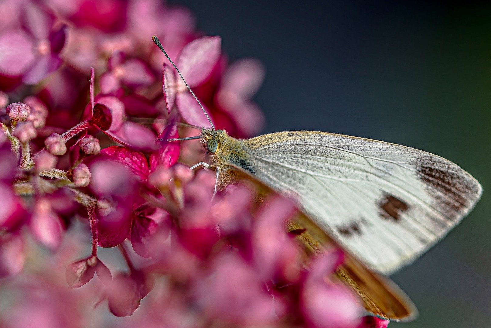 Besuch auf der roten Blüte