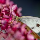 Besuch auf der roten Blüte