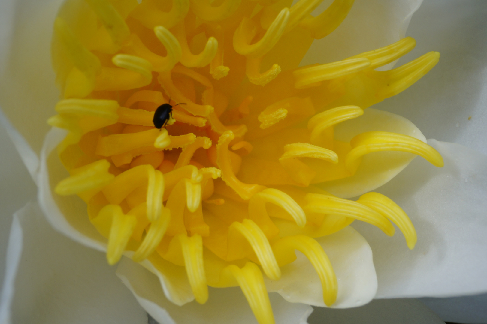 Besuch auf der Seerose