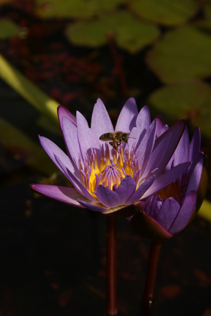 Besuch auf der Seerose