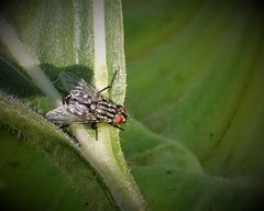 Besuch auf der Sonnenblume