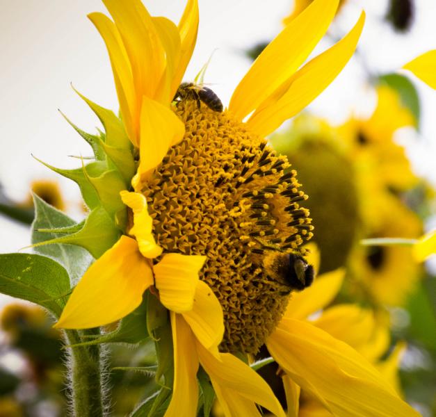 Besuch auf der Sonnenblume.