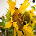 Besuch auf der Sonnenblume.