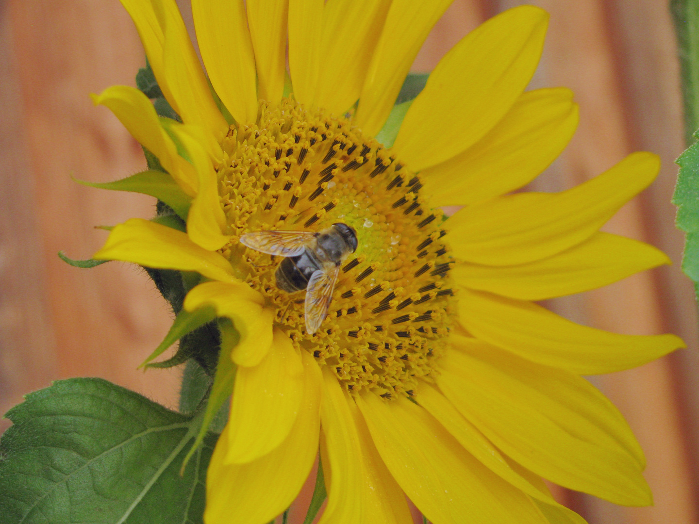 Besuch auf der Sonnenblume