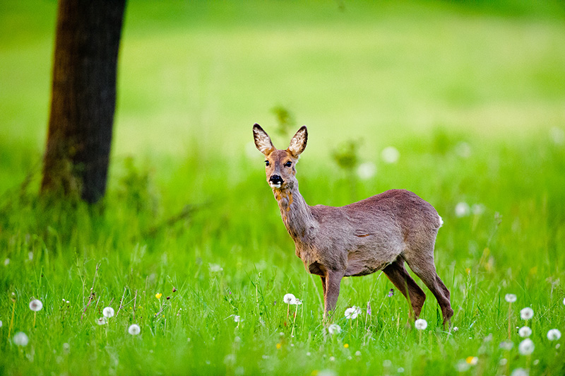 Besuch auf der Streuobstwiese