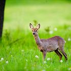 Besuch auf der Streuobstwiese