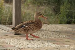 Besuch auf der Terasse