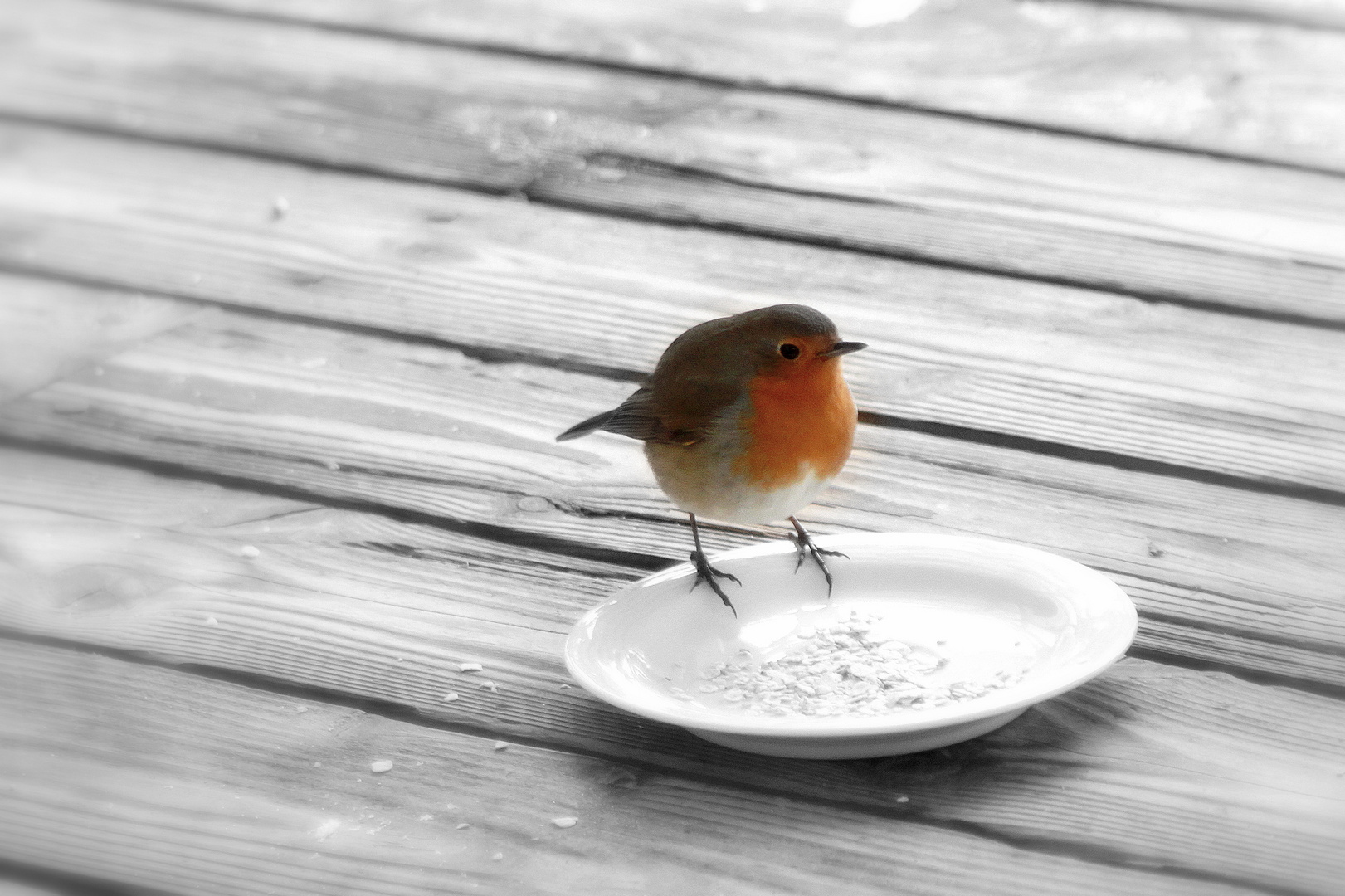 Besuch auf der Terasse