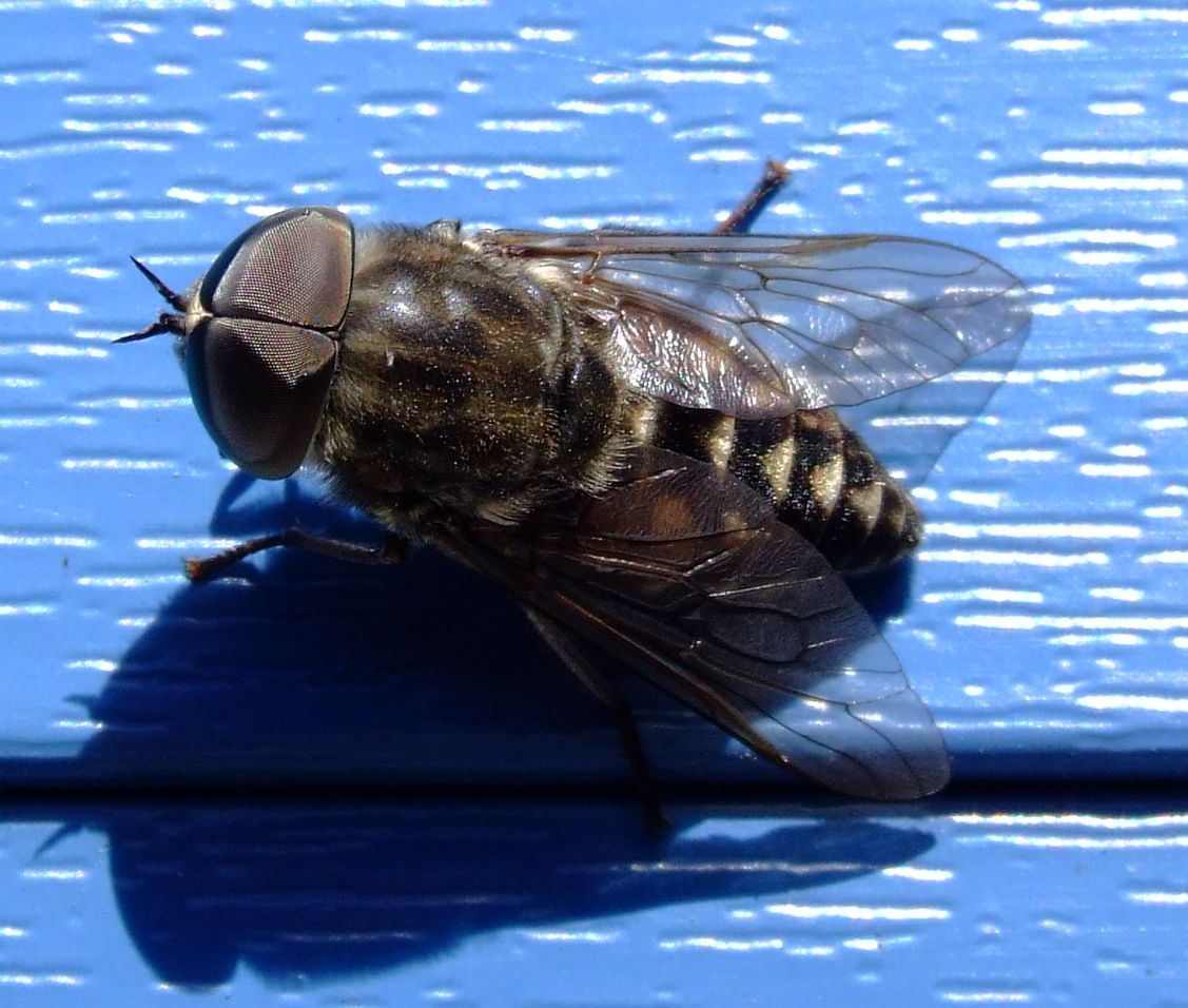 Besuch auf der Terasse