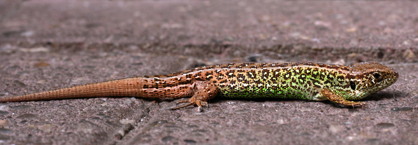 Besuch auf der Terrasse...