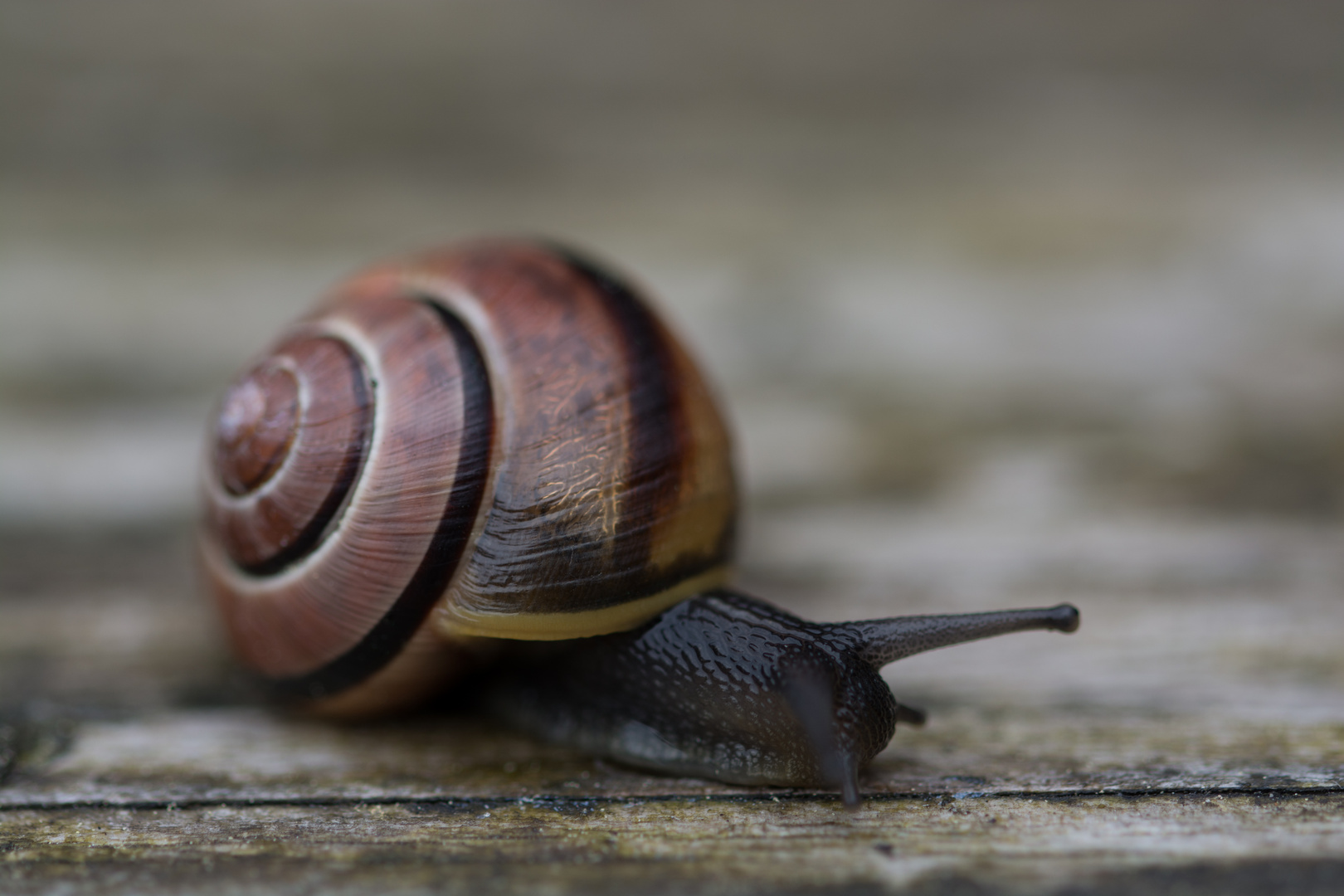 Besuch auf der Terrasse