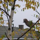 Besuch auf der Terrasse