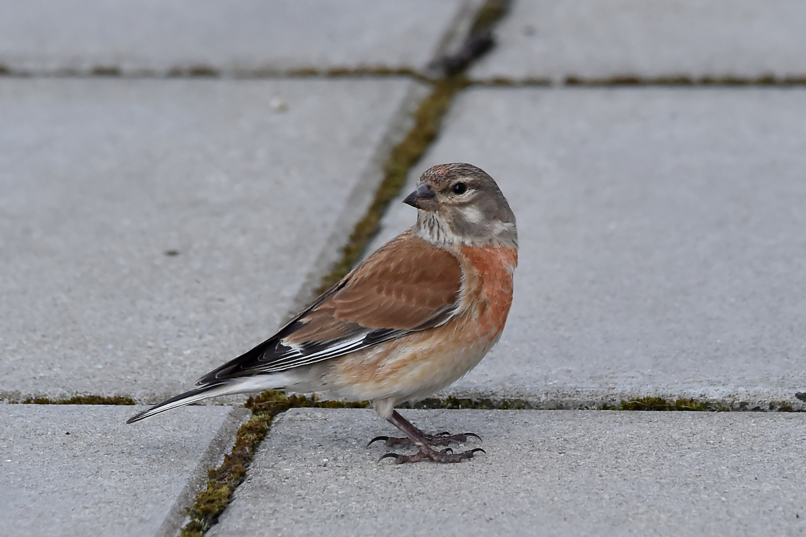 Besuch auf der Terrasse