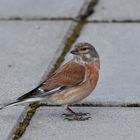 Besuch auf der Terrasse