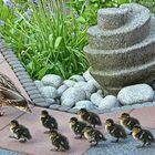 Besuch auf der Terrasse