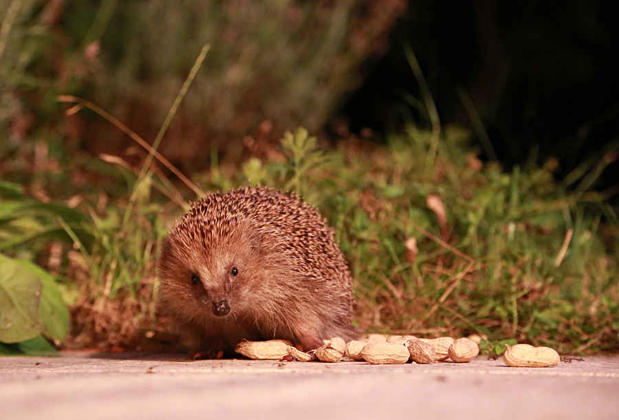 Besuch auf der Terrasse