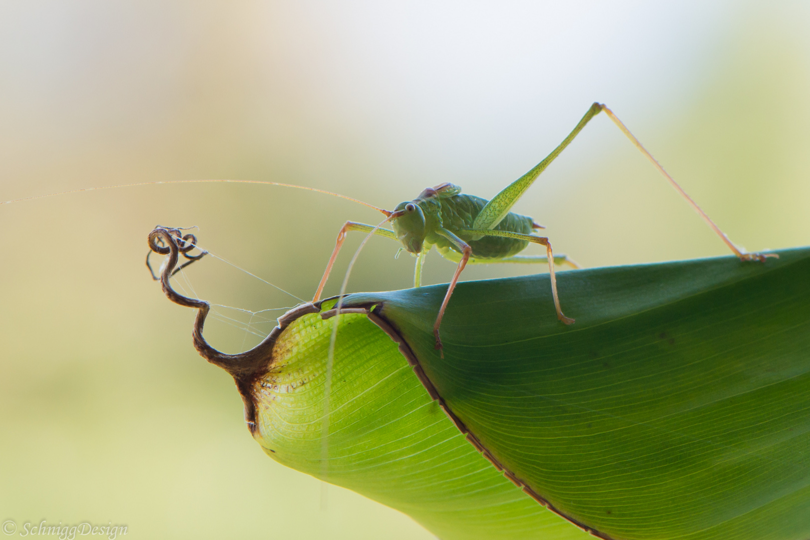 Besuch auf der Terrasse