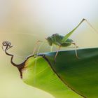 Besuch auf der Terrasse