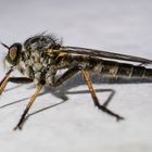 Besuch auf der Terrasse