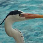 Besuch auf der Terrasse des Wasserbungalows