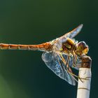 Besuch auf der Terrasse II