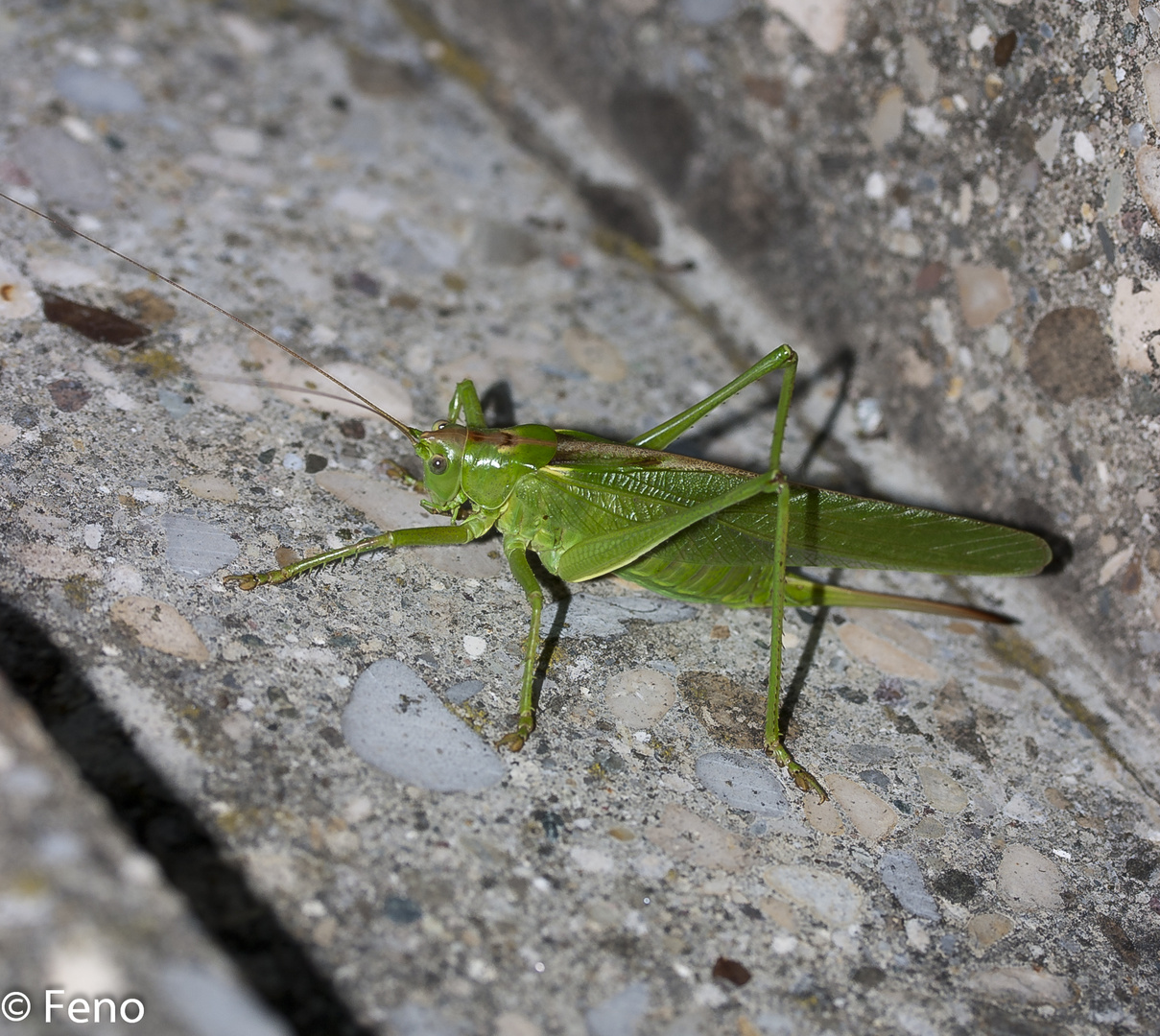 Besuch auf der Treppe