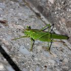 Besuch auf der Treppe