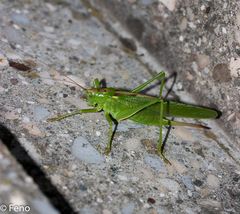 Besuch auf der Treppe