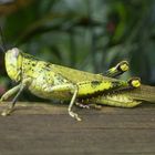 Besuch auf der Veranda