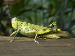 Besuch auf der Veranda